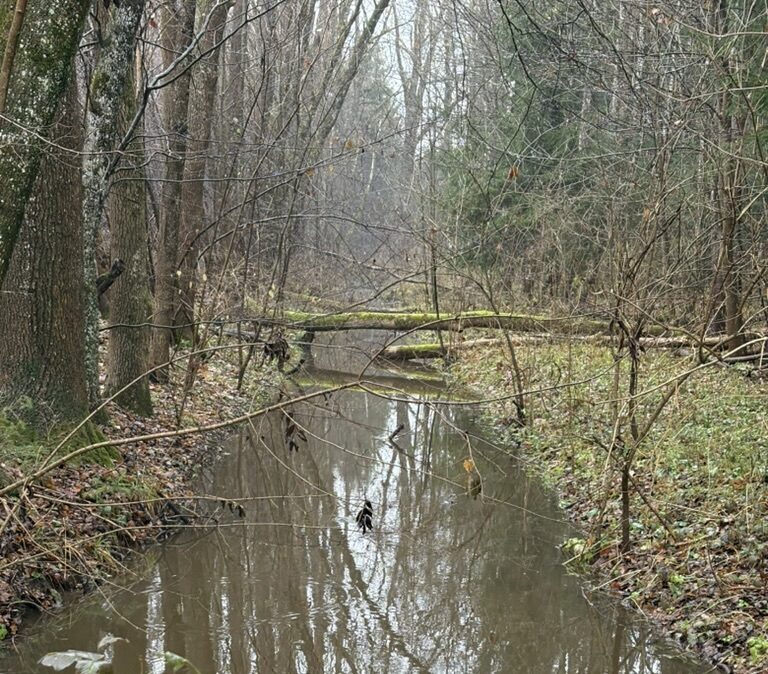 Wie sich familiäre Verstrickungen  im Mensch-Hund-Alltag zeigen können