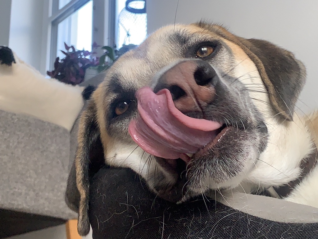 Plädoyer für den Hund