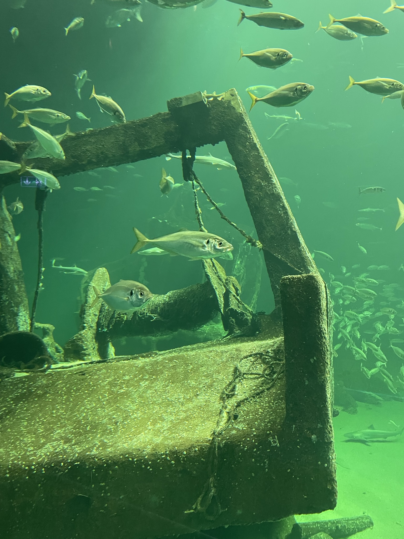 Schließen sich systemische Ansätze und tiefenpsychologische Therapien in der Mensch-Hund-Beziehung aus?